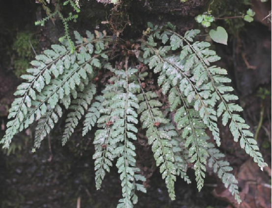 冷蕨(冷蕨科冷蕨屬植物)