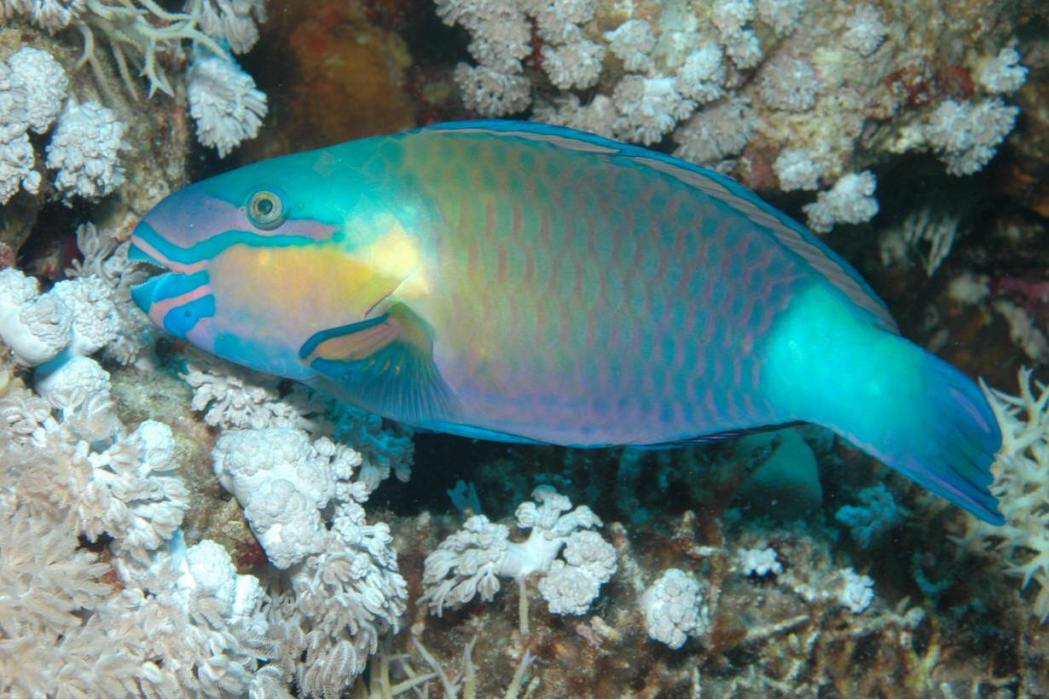 星眼絢鸚嘴魚(卡羅絢鸚嘴魚)