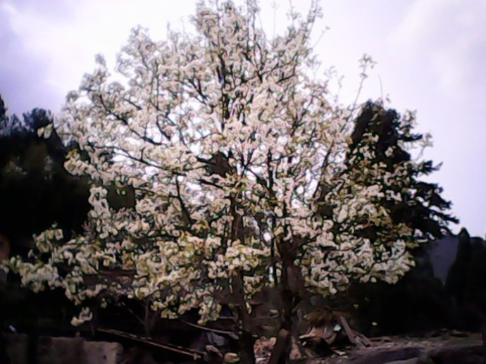 桃花(薔薇科桃李屬植物)