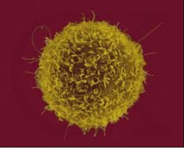 T淋巴細胞