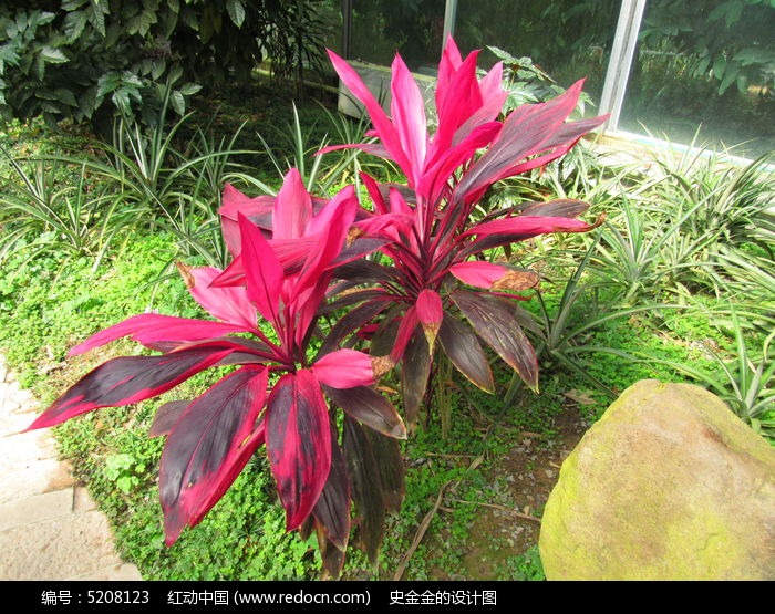 大葉紅(薔薇科植物)