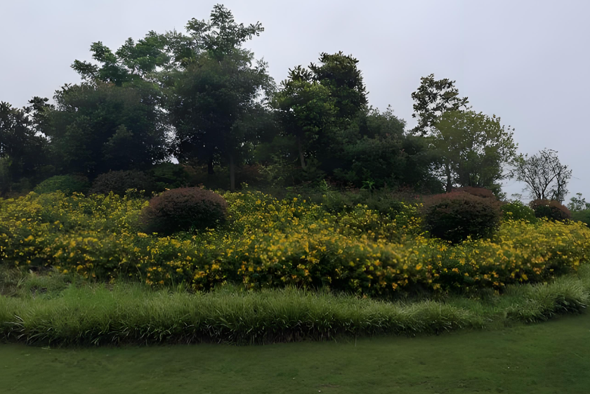 青嵐湖森林公園