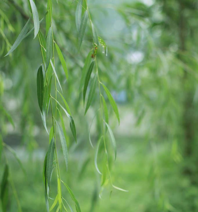 寬葉翻白柳（變種）