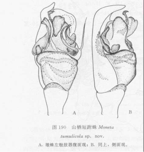 山棲短跗蛛