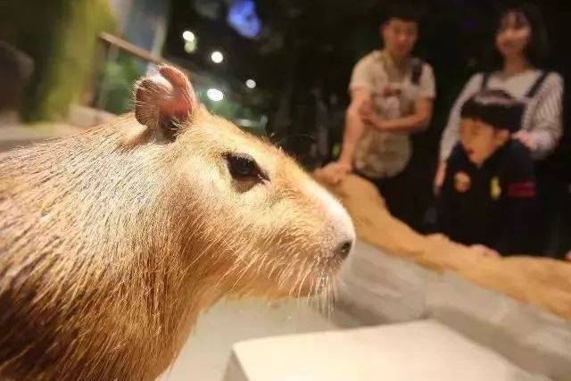 環球港萌寶動物園