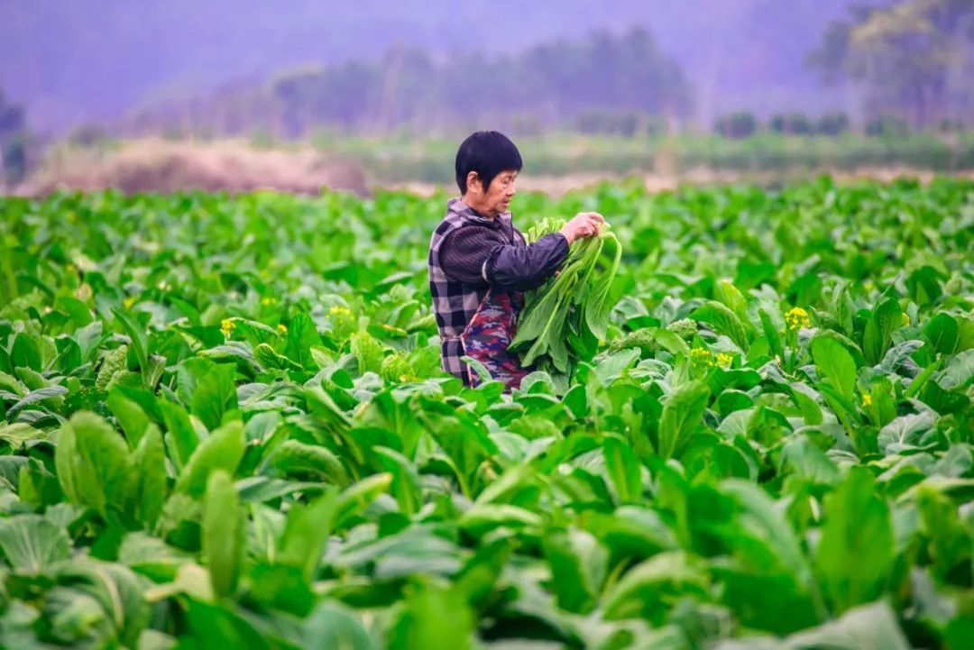 採摘連州菜心