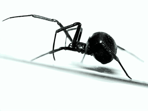 Latrodectus mactans