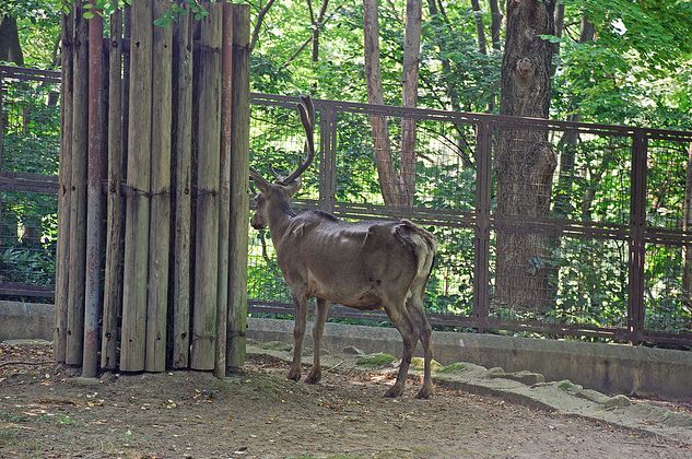 甘南馬鹿