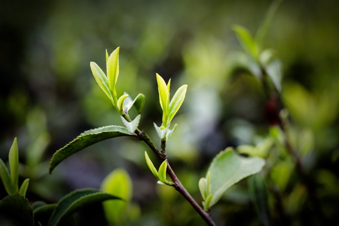 「南嶽雲霧」茶