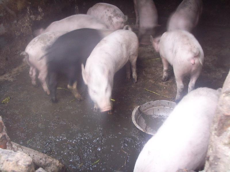 養殖業