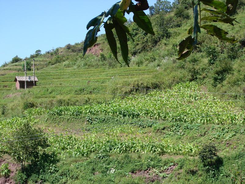 巍山村