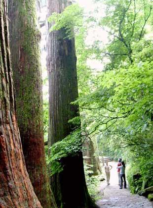 天目山森林公園