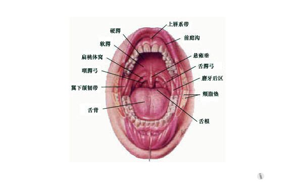 懸雍垂