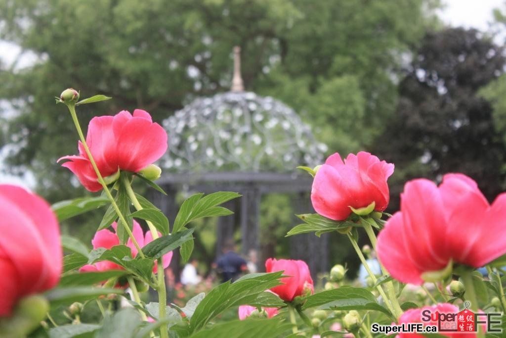 奧沙華牡丹花節