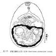 亞帆馬蹄吸蟲微小亞種