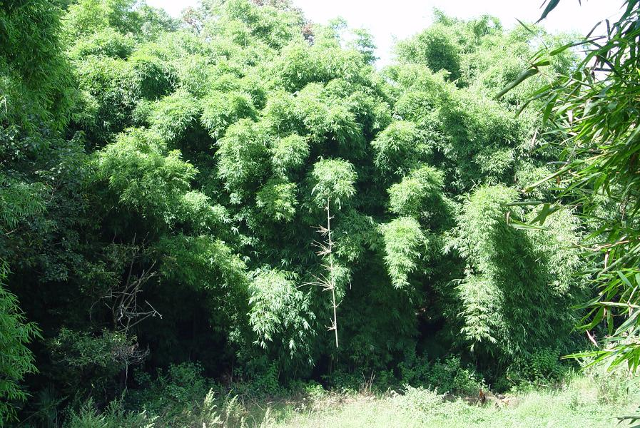 站馬地村(雲南昆明市宜良縣耿家營鄉下轄村)