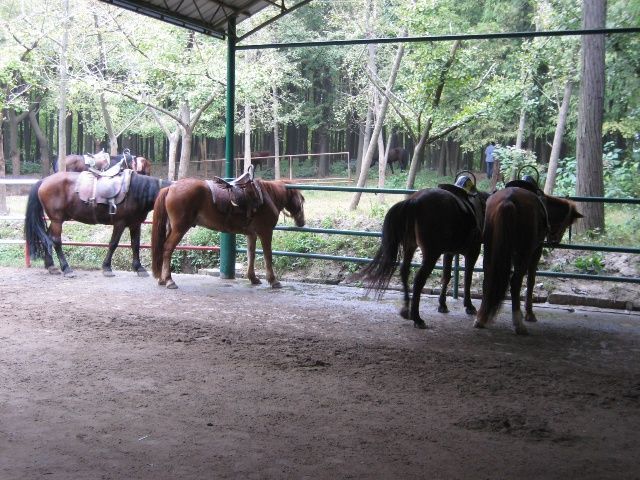 國慶跑馬場