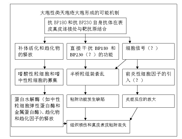 圖1 大皰性類天皰瘡大皰形成的可能機制