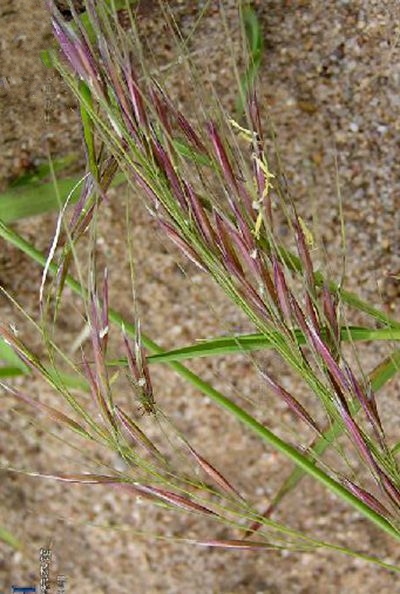 異針茅