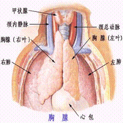 胸腺切除