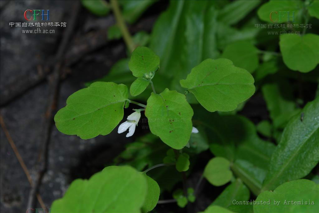 高山鳳仙花