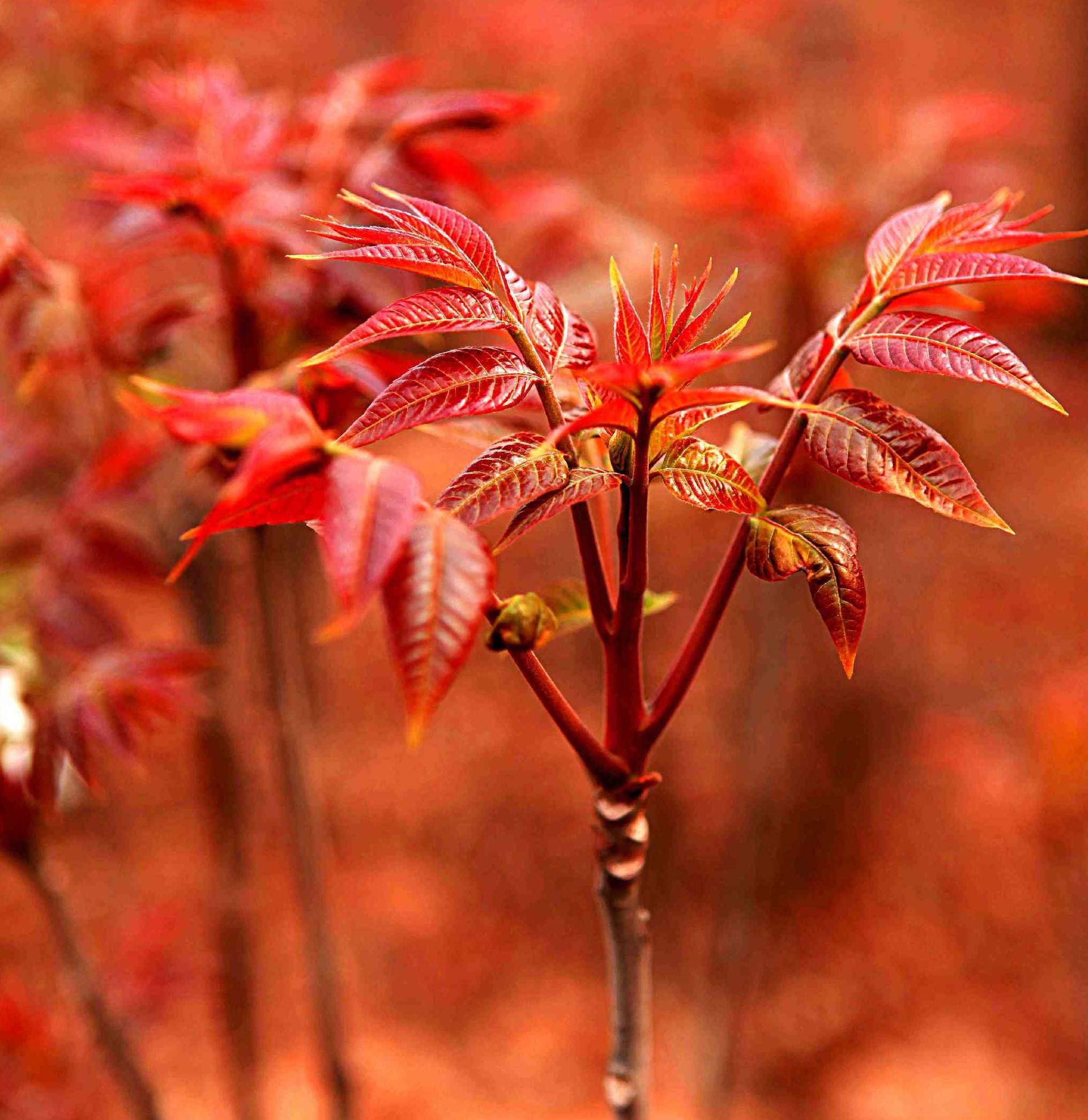 王家辿紅油香椿