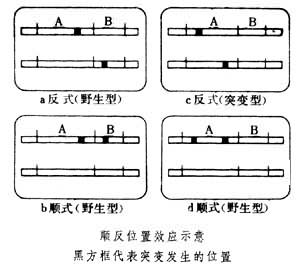 順反子內互補測驗