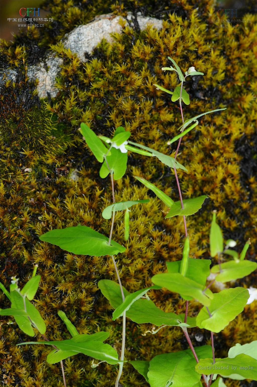 高山鳳仙花