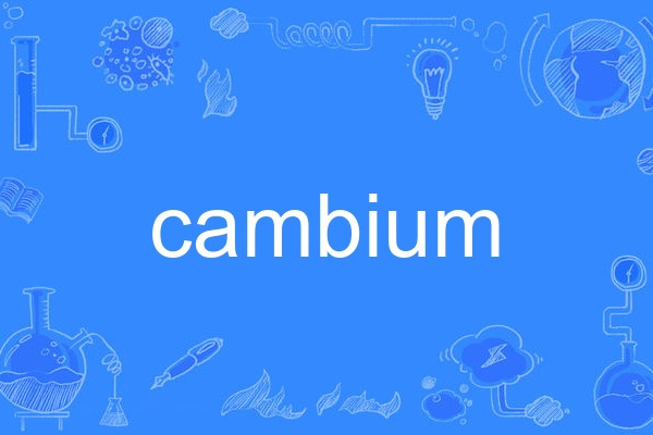 cambium