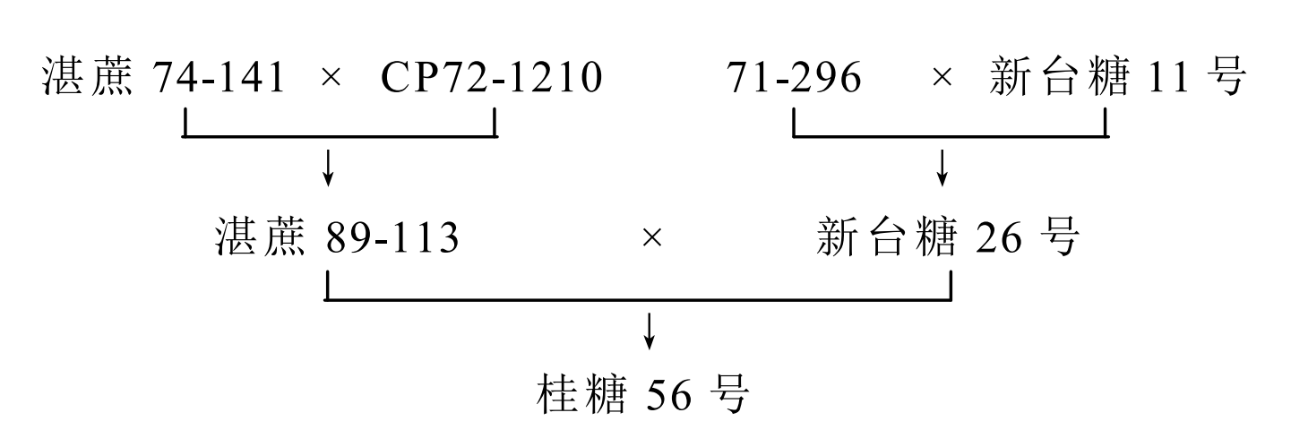 桂糖56號