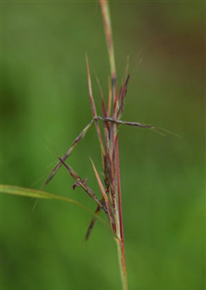 橘草