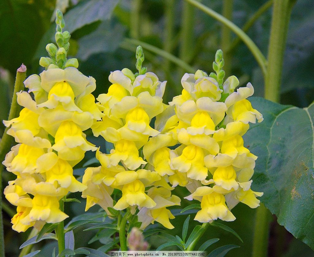 獅子花 駿馬名 植物 基本介紹 原產地 常見品種 習性特徵 套用價值 花語 中文百科全書