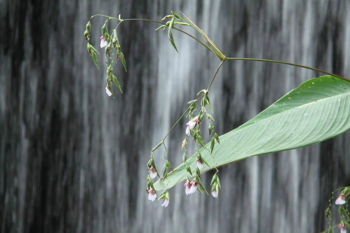 垂花水竹芋