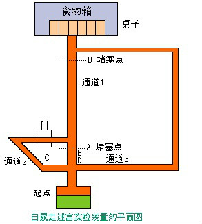 迷宮實驗