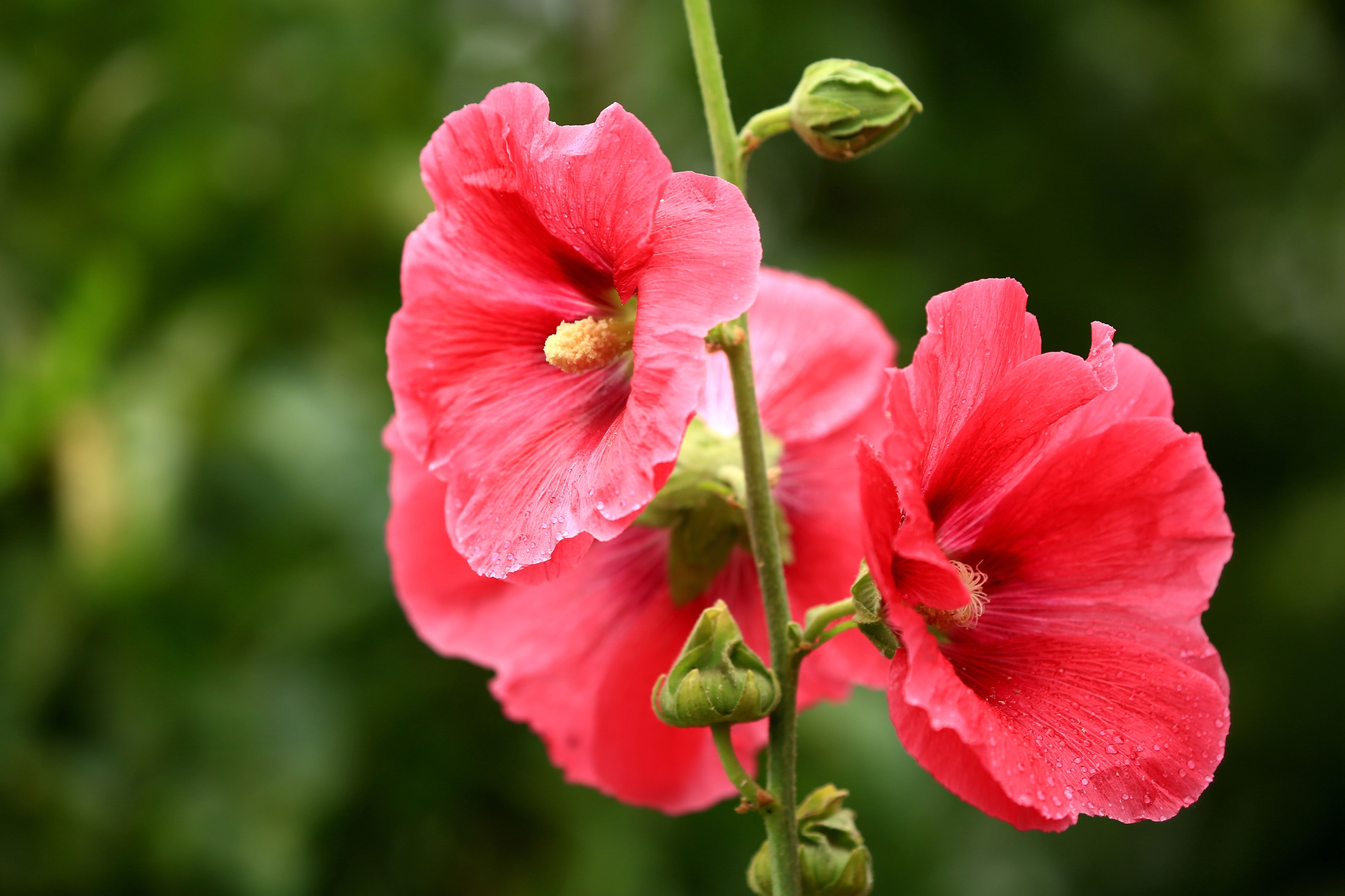 蜀葵(斗蓬花)