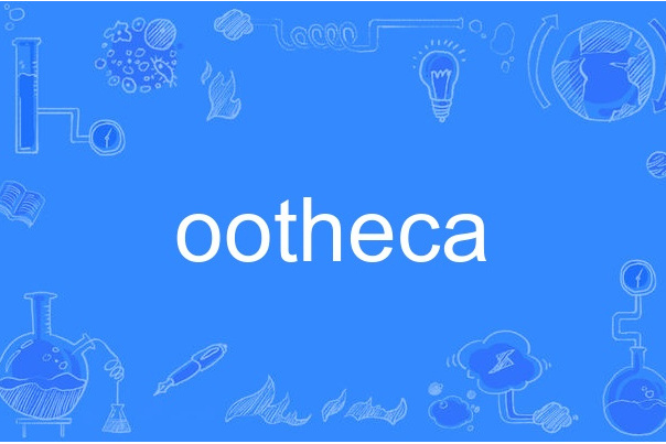 ootheca