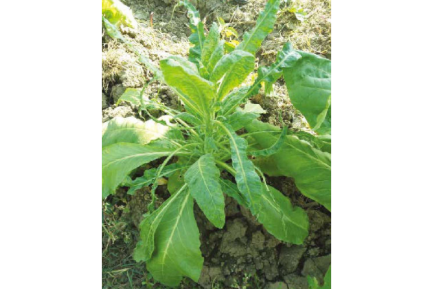 菸草黃瓜花葉病毒病