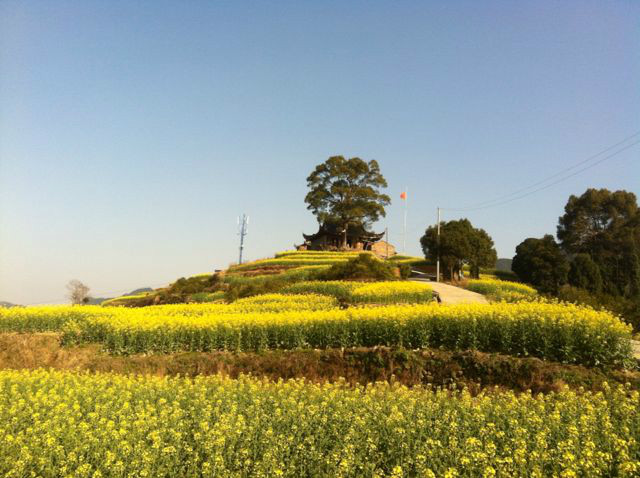 南屏梯田