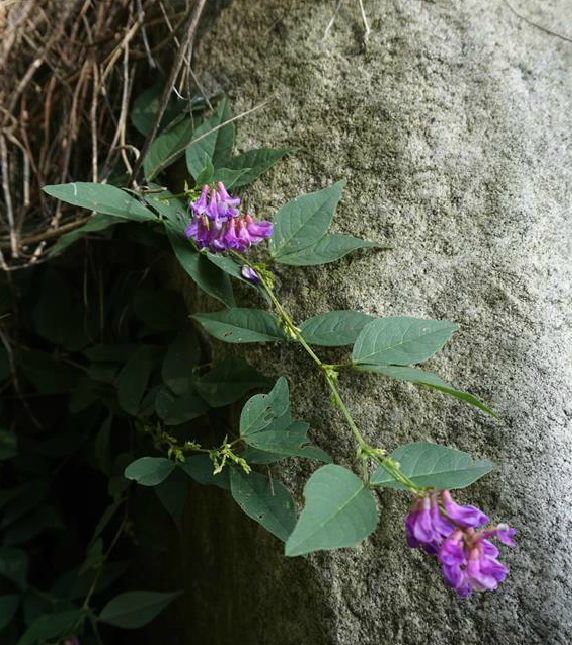 歪頭菜(豆科植物)