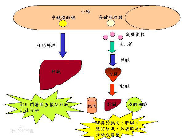 脂代謝酶