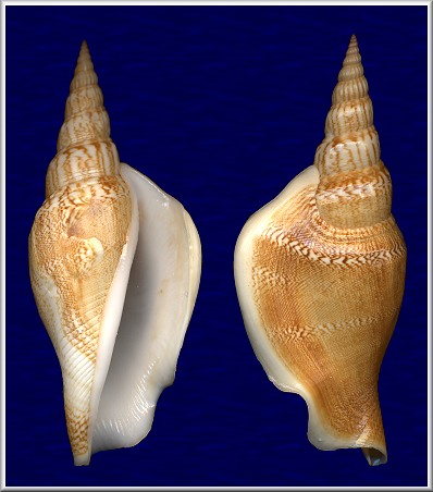 Strombus vittatus