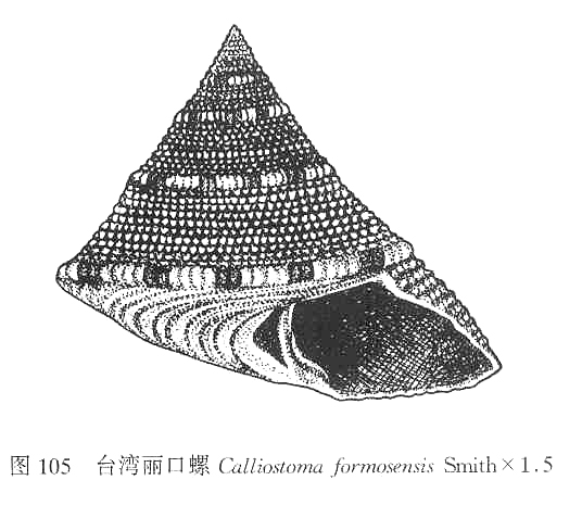 台灣麗口螺