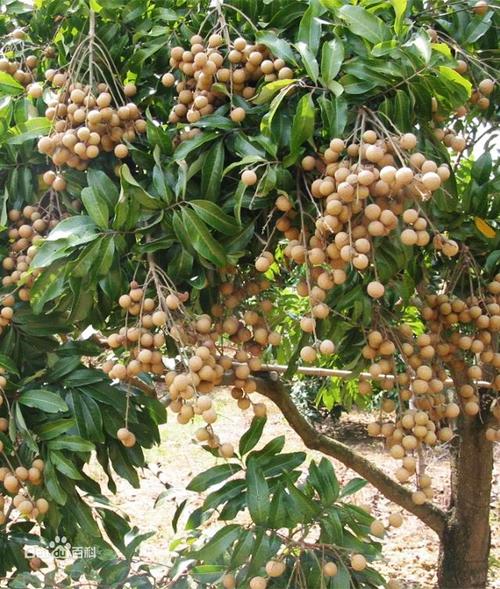 龍眼(桂圓（水果類植物）)