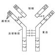 抗體酶(催化抗體)