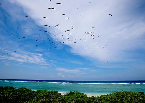 海空中的鰹鳥群