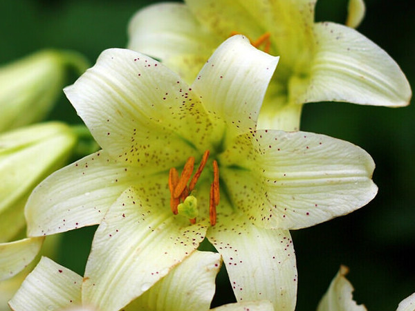 金黃花滇百合（變種）