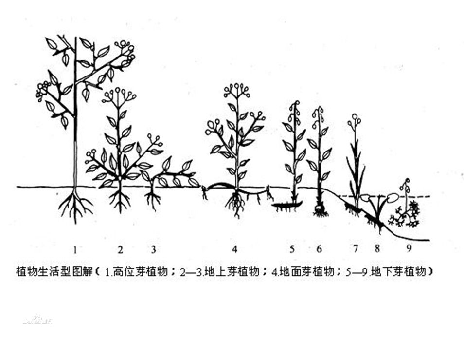 生活型譜