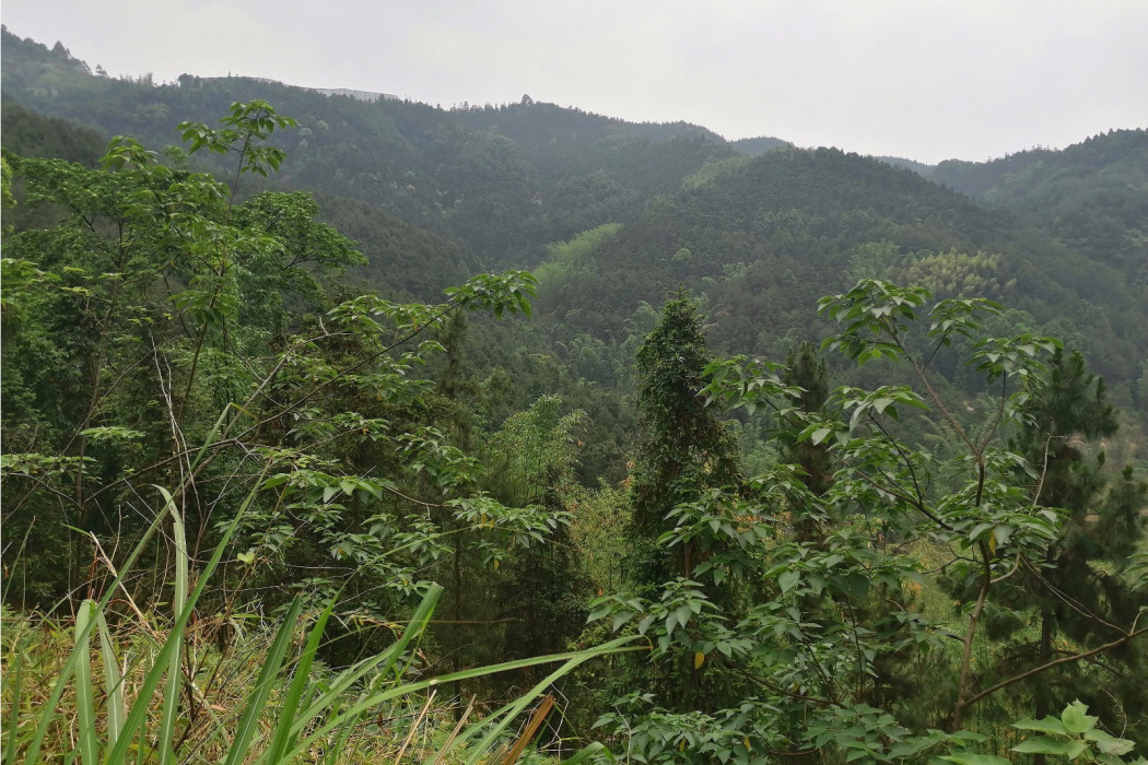 天山坡避暑地