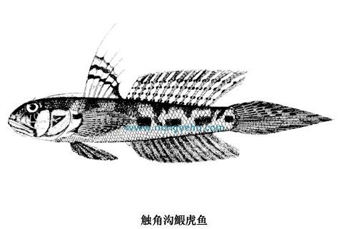 觸角溝鰕虎魚