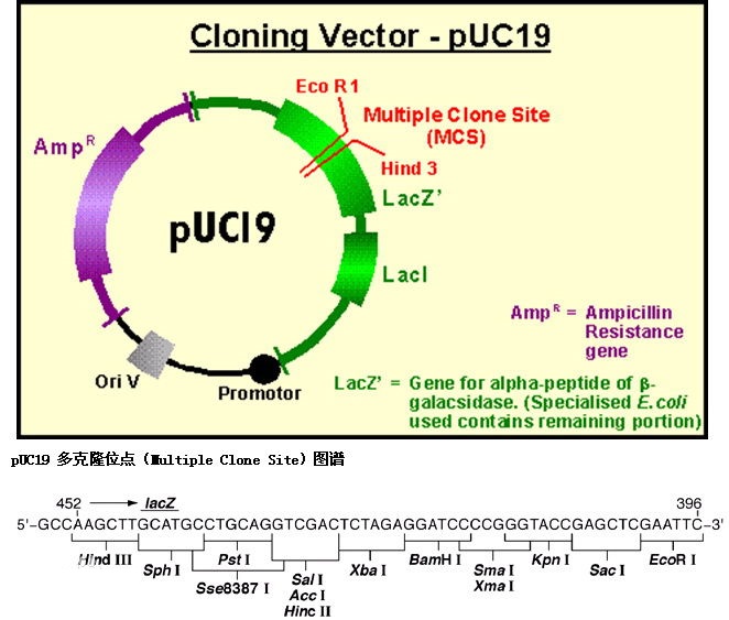 pUC19